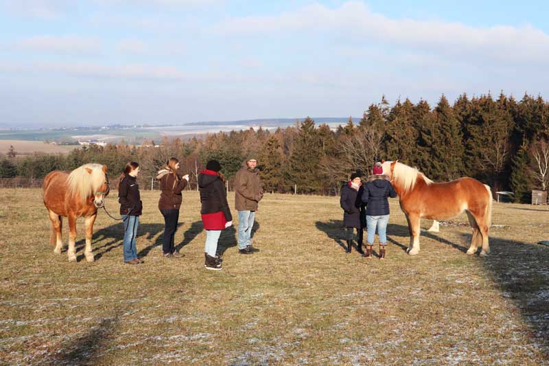 Pferdecoaching in Wittlich (Kleinich)