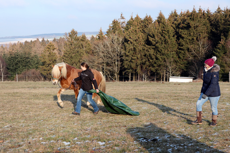 Pferdecoaching in Wittlich (Kleinich)